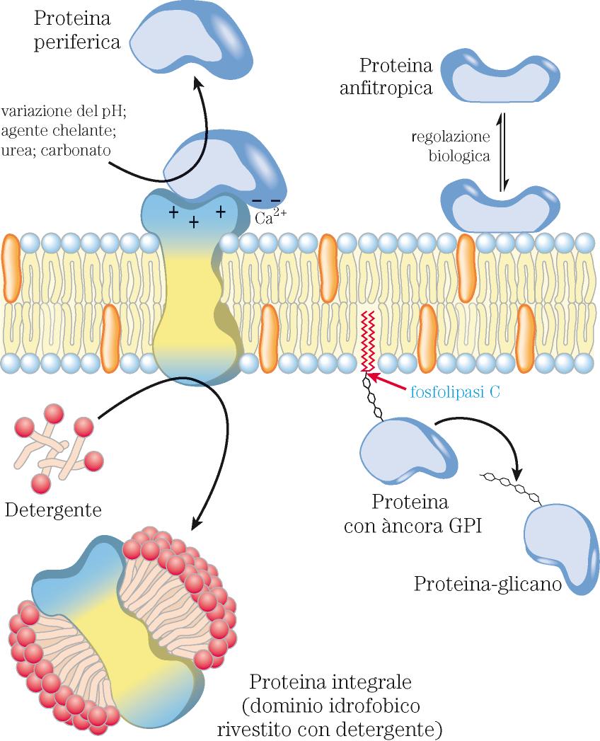 Composizione ed architettura delle membrane biologiche!