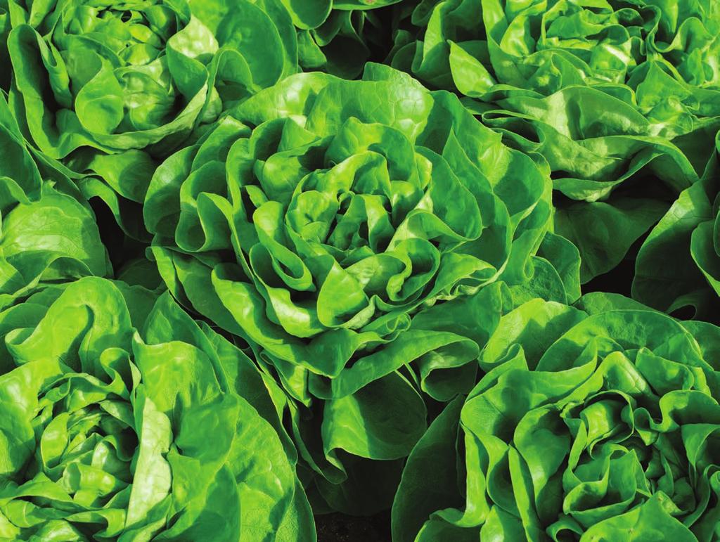 Legenda: Mercato Fresco IV Gamma Disponibile seme BIO Idonea a coltivazioni BIO Codici delle resistenze LMV Bl Nr Pb Ss Fol Me Resistenza elevata Resistenza intermedia Lettuce mosaic virus (virus del