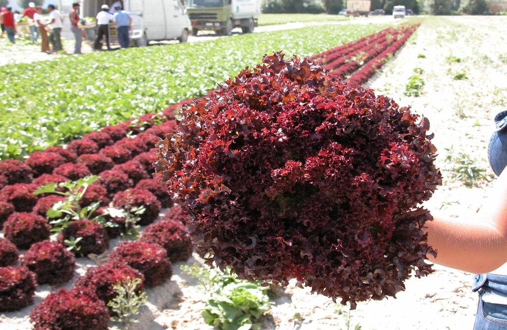 Insalata Lollo Notare il