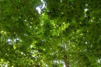 SCHEDA ANALISI ALBERO Sito d intervento Specie arborea n pianta n Classe C.P.C. C Diametro (cm) Data analisi luglio 0 Località Vetranto Platanus orientalis ANALISI STRUMENTALE: valori rilevati in