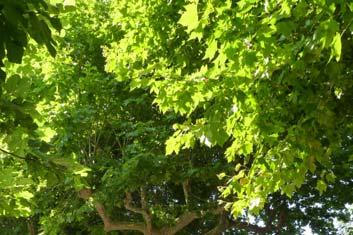 SCHEDA ANALISI ALBERO Sito d intervento Specie arborea n pianta n Classe C.P.C. B Diametro (cm) Data analisi luglio 0 Località Vetranto Platanus orientalis ANALISI STRUMENTALE: valori rilevati in