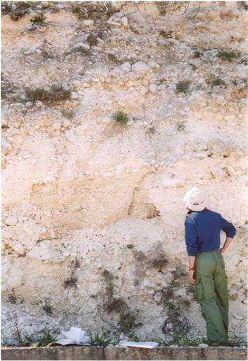 Fig. 6 Affioramento ubicato a W di Laroma (320 m s.l.m.): DEPOSITO DI CONOIDE ALLUVIONALE (5) Panoramica di conglomerati calcarei, eterometrici, sub-arrotondati ed arrotondati, immersi in una matrice sabbiosa calcarea.