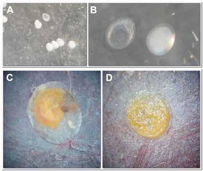 Figura 5. L. botrana: uova sterili (A, B) e uova collassate per le alte temperature estive (C, D). Le foto in C e D sono di B. Bagnoli.