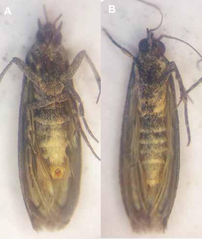 Figura 16. C. gnidiella. Visione ventrale di una femmina (a sinistra) e di un maschio (a destra). Inoltre la femmina (Fig.