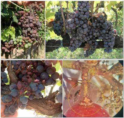 Figura 20. Danni da C. gnidiella su grappoli di varietà differenti di uva.