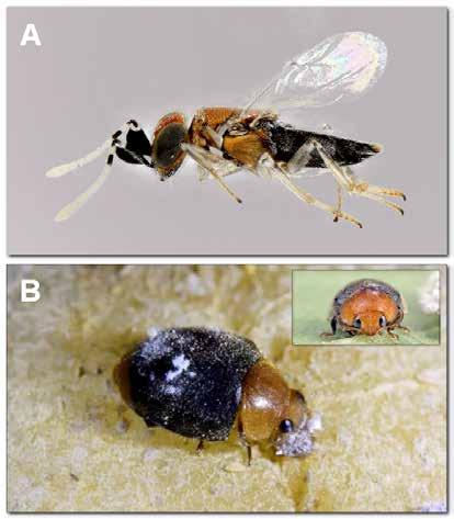 Per il controllo biologico della specie si ricorre a rilasci di un imenottero parassitoide, l encirtide Anagyrus sp. near pseudococci (Fig.