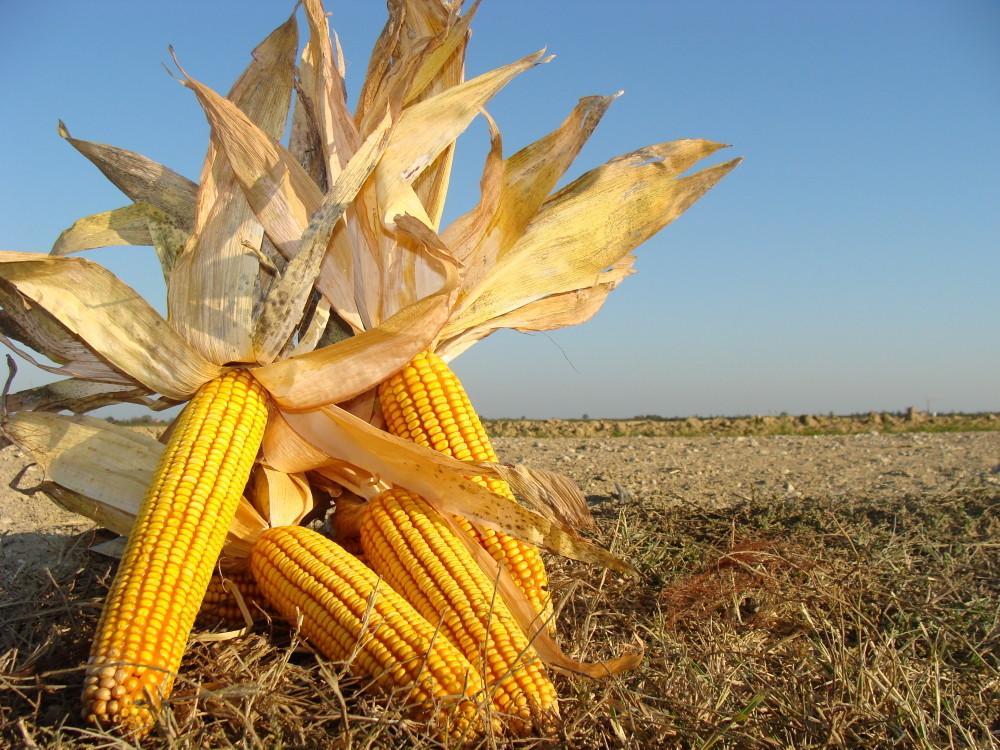 Molte esperienze (anche vicine), dimostrano che un agricoltura etica (sana o biologica, distribuita con la filiera corta), è possibile con i seguenti impegni: Giusta remunerazione per il produttore;