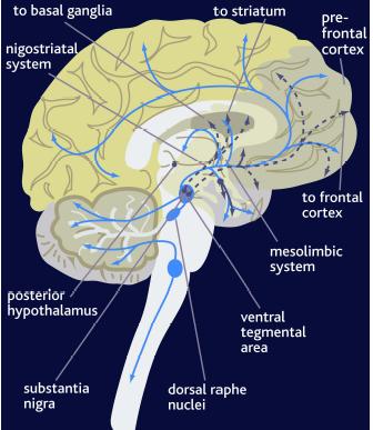 Figura 5.8: le vie serotoninergiche a livello cerebrale.