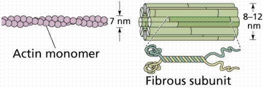 loro formando dei filamenti (F-actina) Formano dei fasci di varia lunghezza a seconda delle funzioni che la
