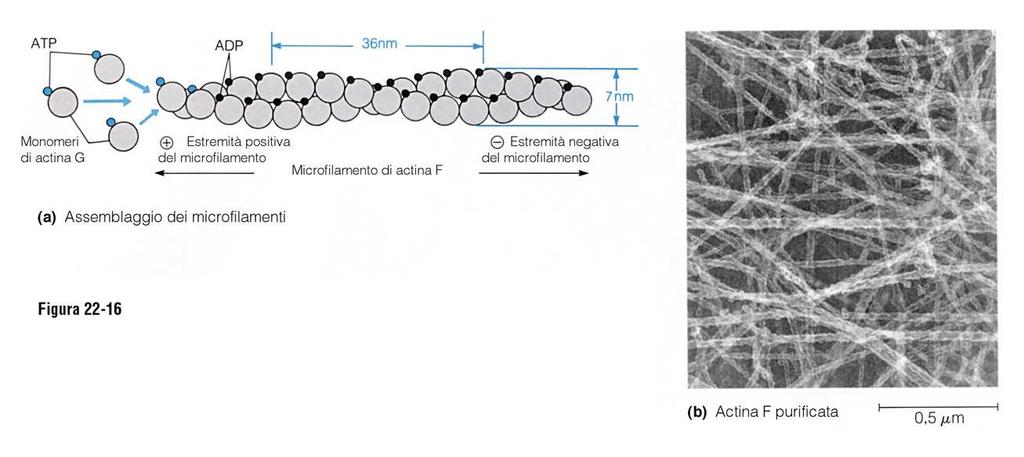 Microfilamenti di actina I filamenti di actina sono polari, con un estremità positiva (+) a crescita veloce ed una negativa (-), inerte ed a crescita lenta.