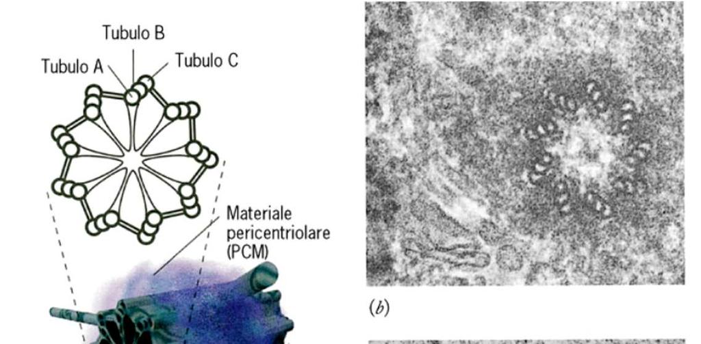 La formazione dei microtubuli avviene in un area denominata MTOC