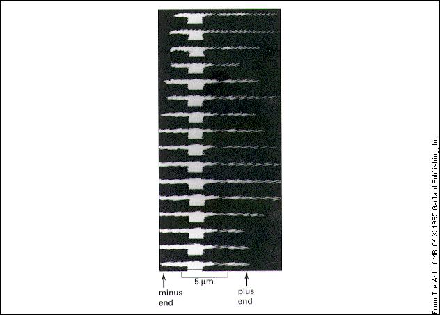 Microtubuli I microtubuli polimerizzano e depolimerizzano continuamente, con una emivita di circa 10 min.