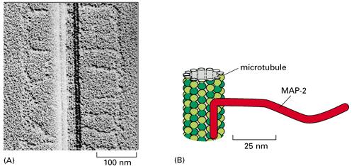 Microtubuli MAP Motrici Chinesina e Dineina Fanno da ponte