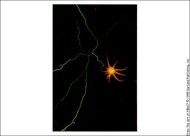 arancio Si muovono in direzioni opposte sui microtubuli, che