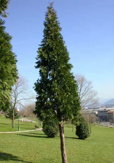 SPECIE: Libocedrus decurrens (Torrey.) Florin. Ordine: Coniferales Famiglia: Cupressaceae Genere: Libocedrus Nome comune: Libocedro.