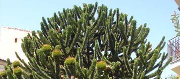 SPECIE: Araucaria araucana (Mol.) K. Koch. Ordine: Coniferales Famiglia: Araucariaceae Genere: Araucaria Nome comune: Araucaria del Cile.