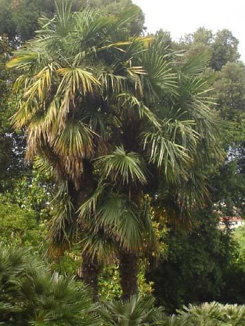 SPECIE: Trachycarpus fortunei (Hooker) Wendl Ordine: Spadiciflorae Famiglia: Palmae Genere: Trachycarpus Nome comune: Palma della Cina.