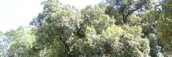SPECIE: Quercus ilex L. Ordine: Fagales Famiglia: Fagaceae Genere: Quercus Nome comune: Leccio. Origine e diffusione: è una specie originaria dell Europa meridionale e del nord Africa.