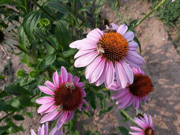 Per i profumi e il bello da vedere nel tritico: giardino-erbe-api. Fioriture nei primi giorni di agosto.