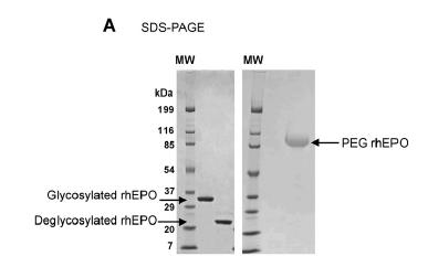 Produzione di eritropoietina umana in Pichia pastoris Espressione sotto il controllo del promotore AOX1,