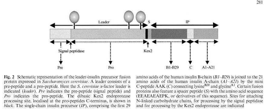 Produzione di insulina ricombinante nel lievito Saccharomyces cerevisiae (via della proinsulina) Pro- insulina fusa al pep.de segnale dell α- factor per produrre insulina secreta.