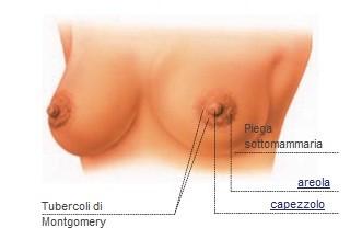 piccoli rilievi conferenti a quest'area cutanea il suo aspetto rugoso, noti come tubercoli del Montgomery (Fig.4).