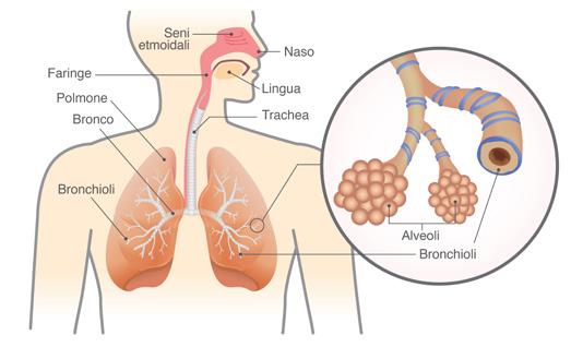 Cancro del polmone non a piccole cellule (NSCLC) Anatomia dei polmoni I polmoni fanno parte dell apparato respiratorio (la struttura anatomica deputata alla respirazione), che include: Il naso e la