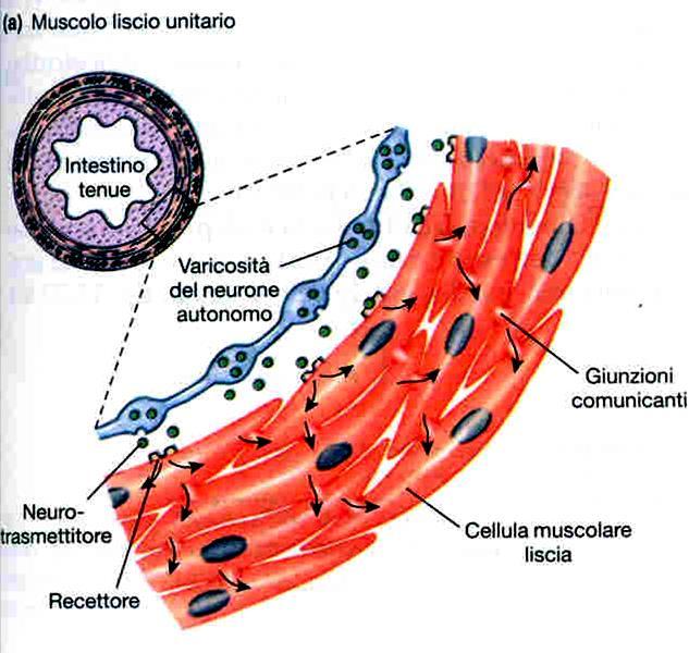 Muscolo liscio unitario e multiunitario Si conoscono fondamentalmente due tipi di muscolo liscio: unitario e multiunitario. Il muscolo liscio unitario si trova nella maggior parte degli organi.