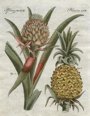 4. Falsi frutti Derivano, oltre che dall ovario, anche da parti accessorie della pianta.