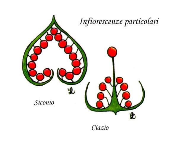 Infiorescenze particolari Siconio (fico): asse infiorescenziale molto