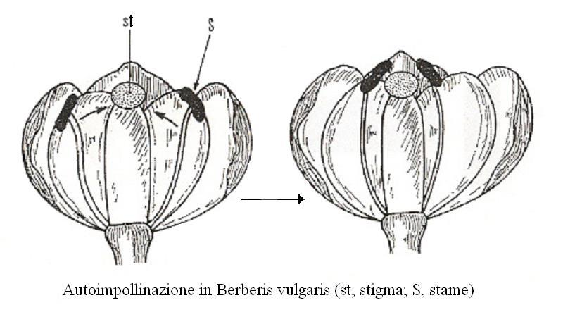 Impollinazione e fecondazione