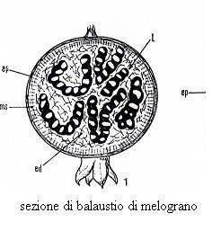 Bacca 5. Balaustio: melograno.