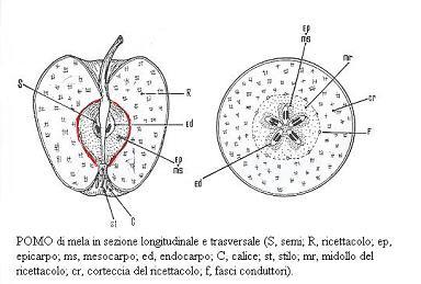 Frutti carnosi (falso frutto) 3.