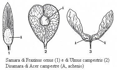 Frutti secchi indeiscenti 3.