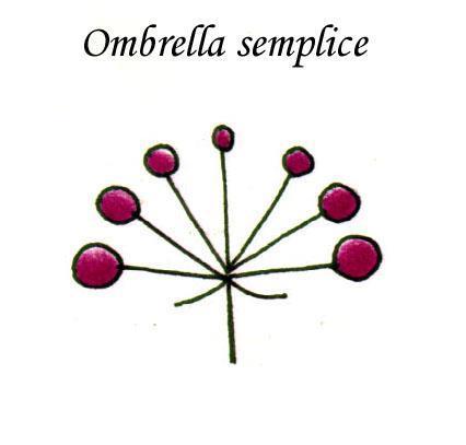 Capolino o ombrella