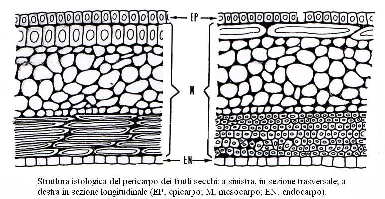 Frutti secchi