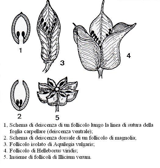 Frutti secchi deiscenti monocarpellari 1. Follicolo: uniloculare, unispermo o plurispermo.