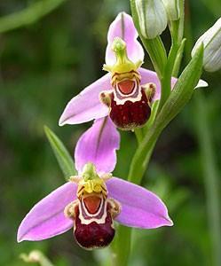 Ophrys apifera (LR 