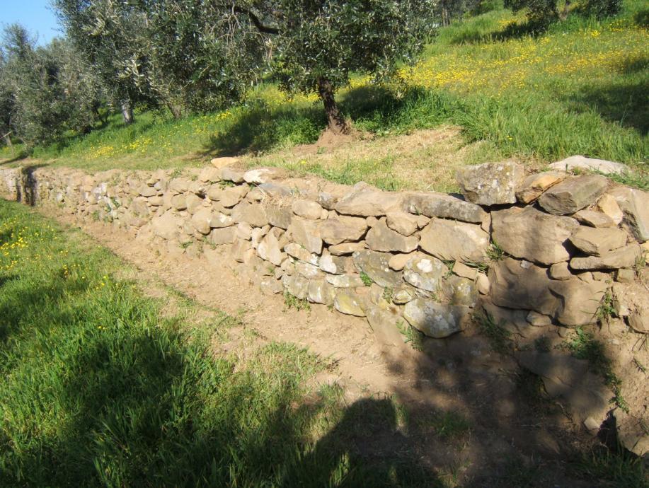 LA BIODIVERSITÀ FAUNISTICA DEL PAESAGGIO OLIVETATO I Tetrapodi nel Paesaggio olivetato Molti Tetrapodi trovano nell oliveto: 1.