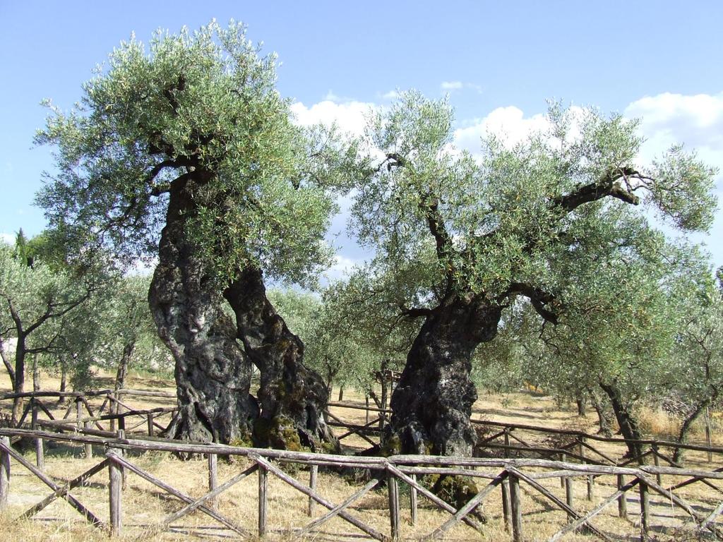 LA BIODIVERSITÀ DEL PAESAGGIO OLIVETATO il piantone di