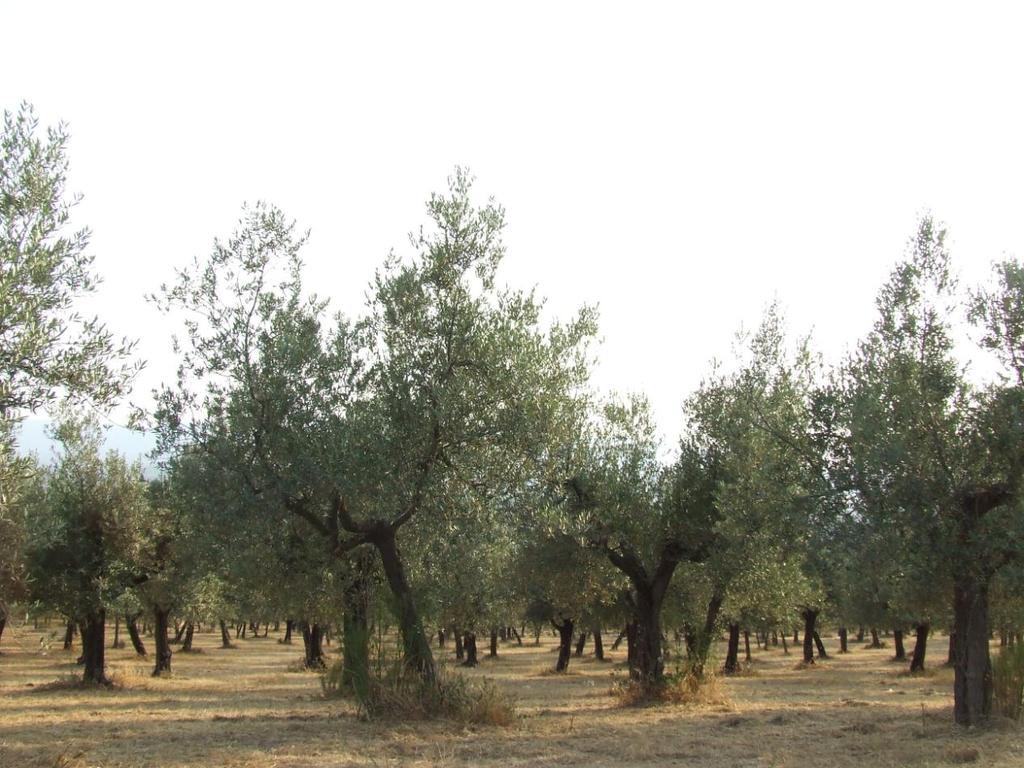 Dal punto di vista vegetazionale le comunità che si sviluppano all interno degli oliveti vengono riferite all