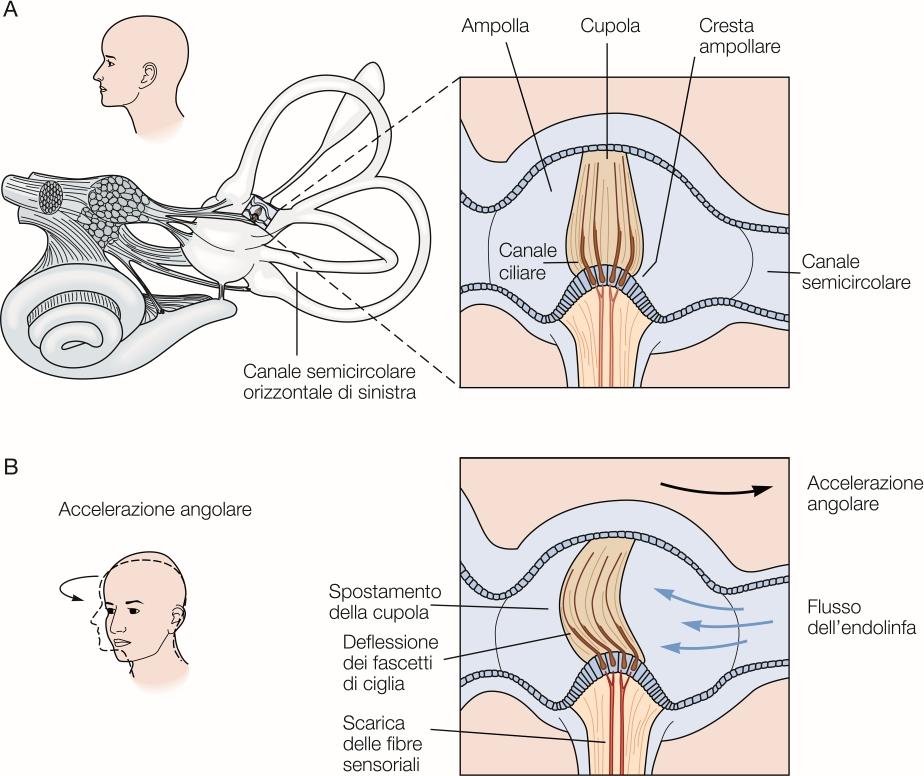 Ampolle dei canali semicircolari Le accelerazioni angolari prodotte dalla rotazione del capo o del corpo sono rilevate dai canali