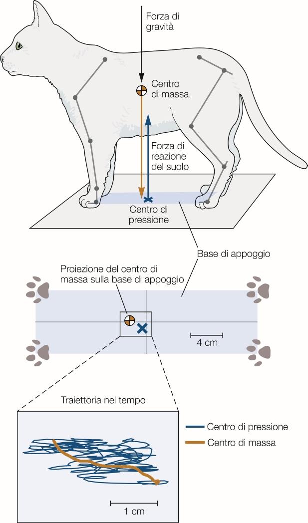 Centro di massa Quando si è in piedi, il centro di