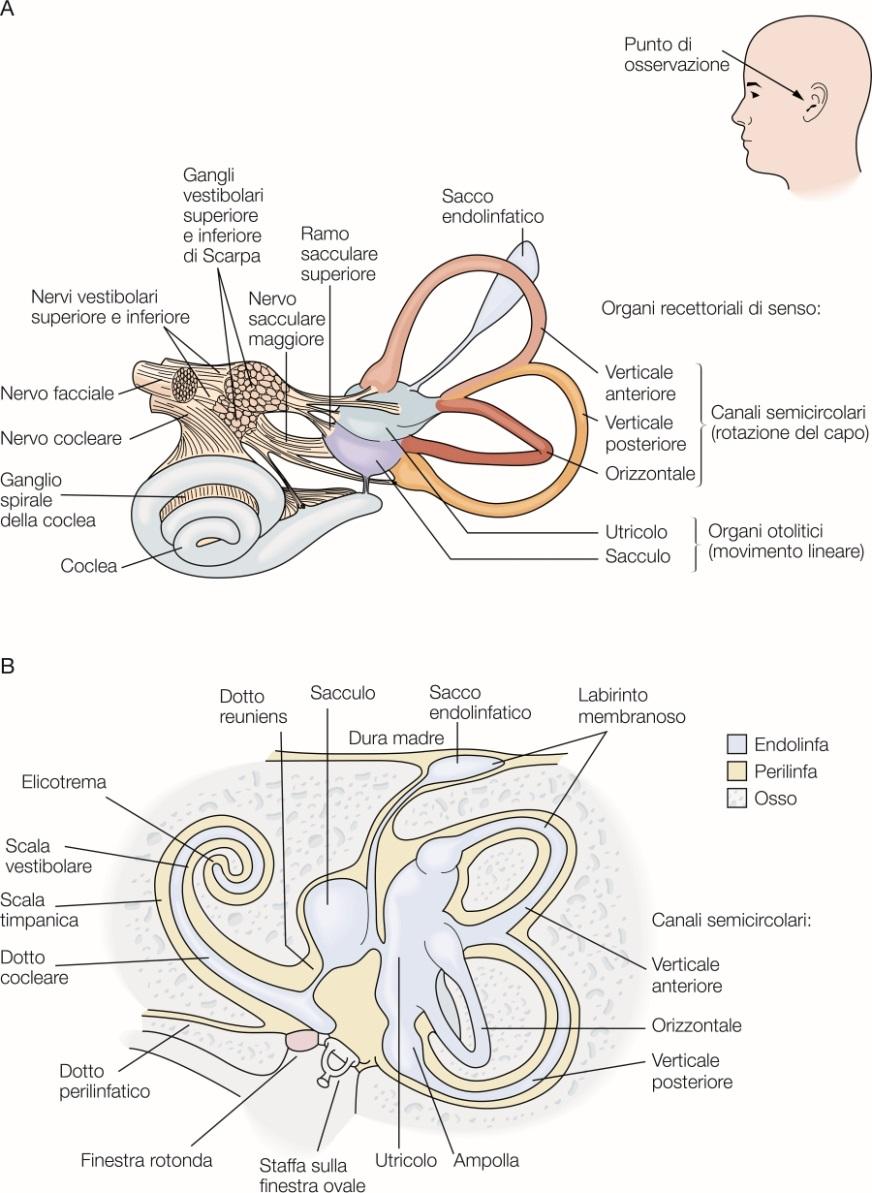 Orecchio interno Disposizione anatomica del labirinto vestibolare e cocleare L orecchio interno consta del labirinto osseo, al cui interno è
