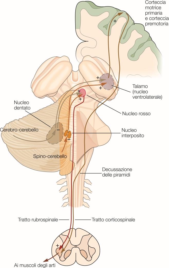 Zona intermedia e laterale Le zone intermedia e laterale controllano i sistemi discendenti dorsolaterali (rubrospinale e corticospinale) Gli assoni attraversano