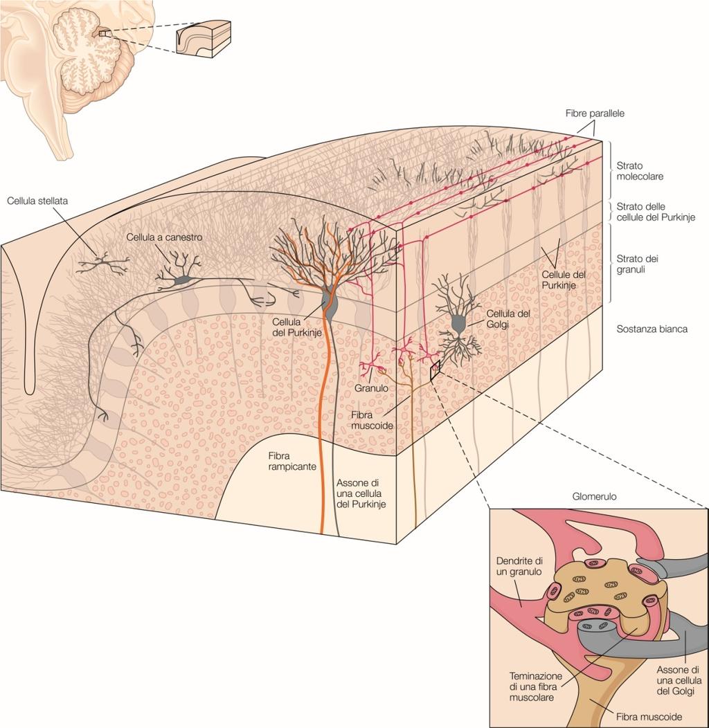 Circuito cerebellare Suddivisione in tre strati e 5 tipi di neuroni Il glomerulo cerebellare è la terminazione di un a fibra
