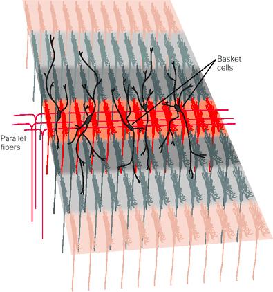 Le fibre parallele formano dei fasci che eccitano un gran numero di di cellule del Purkinjie e a