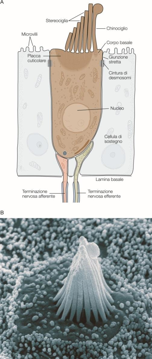 Stereociglia e chinociglio Le stereociglia si assottigliano in prossimità della loro base di inserzione Una forza applicata sulla punta