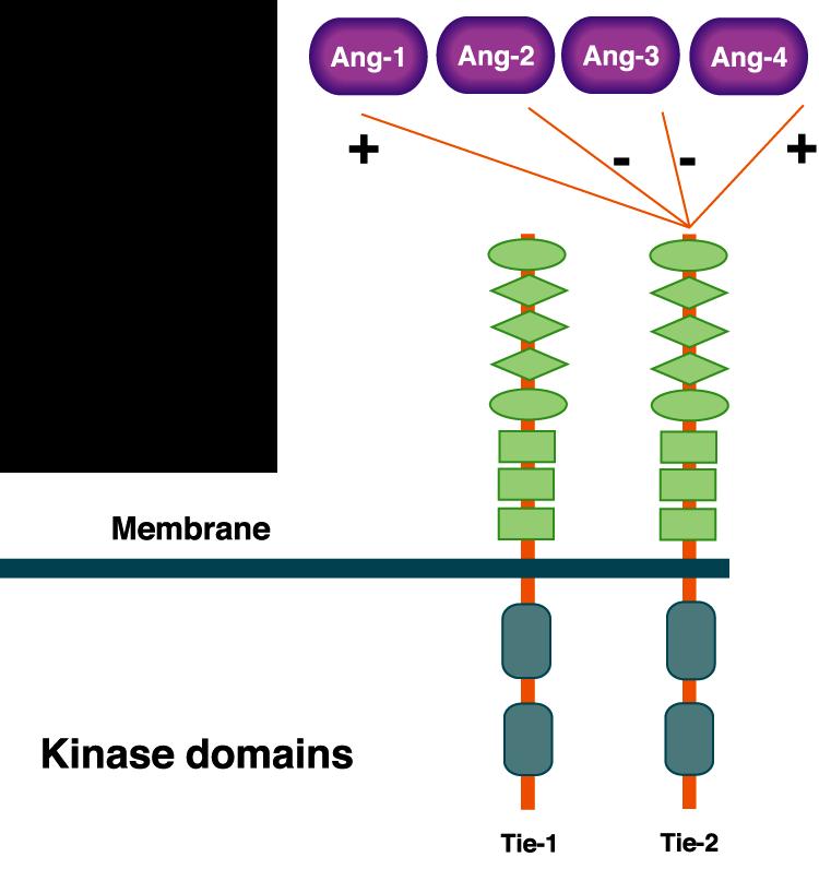 Angiopoietin Family: