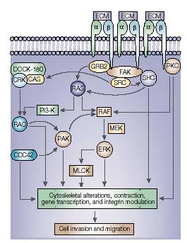 Integrine Glicoproteine eterodimeriche recettori per ECM.